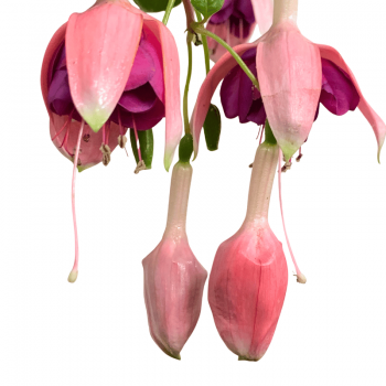 Fucsia