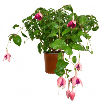 Fucsia