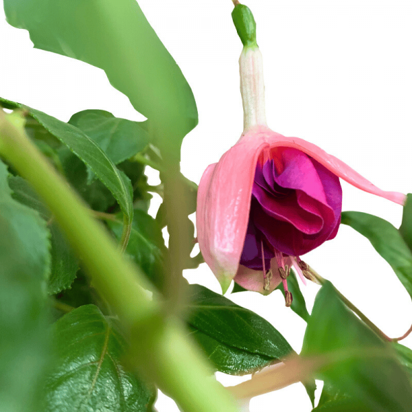 Fucsia