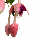 Fucsia