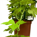 Ipomea