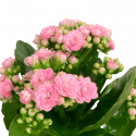 Kalanchoe