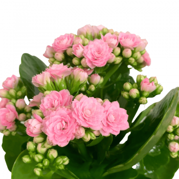 Kalanchoe