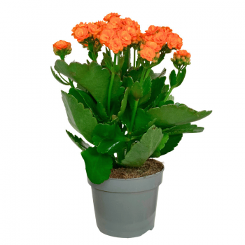 Kalanchoe