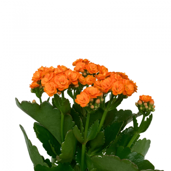 Kalanchoe
