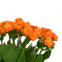 Kalanchoe
