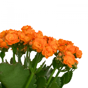 Kalanchoe