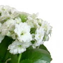 Kalanchoe