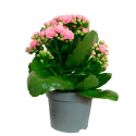 Kalanchoe