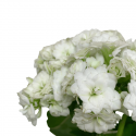 Kalanchoe