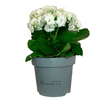 Kalanchoe