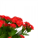 Kalanchoe