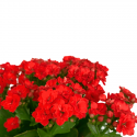 Kalanchoe