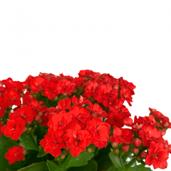 Kalanchoe