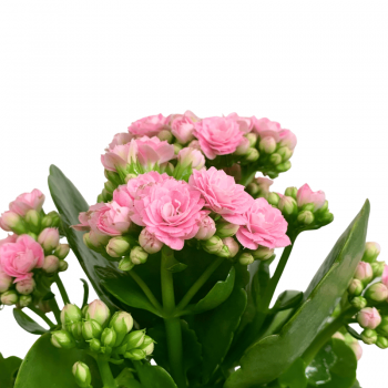 Kalanchoe