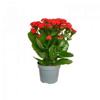 Kalanchoe