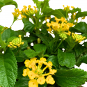 Lantana