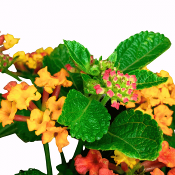 Lantana