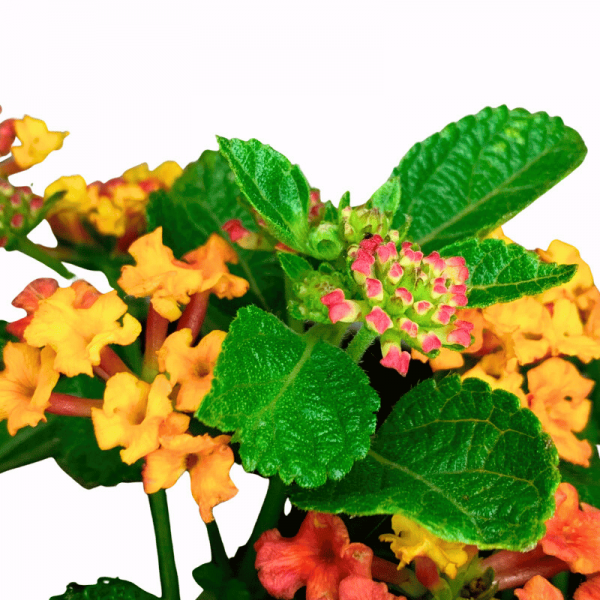 Lantana