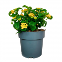Lantana