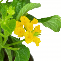 Lantana