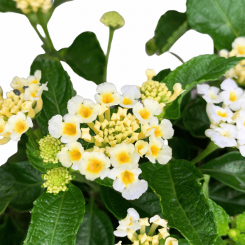 Lantana