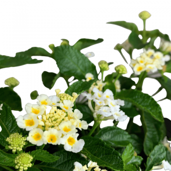 Lantana