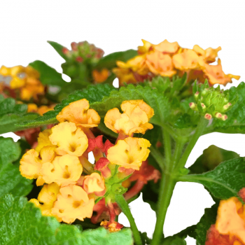 Lantana