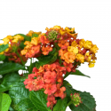 Lantana