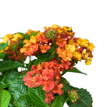 Lantana
