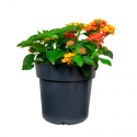 Lantana