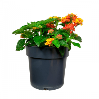 Lantana