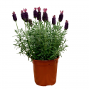 Lavanda