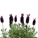 Lavanda