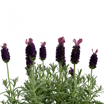 Lavanda