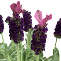 Lavanda