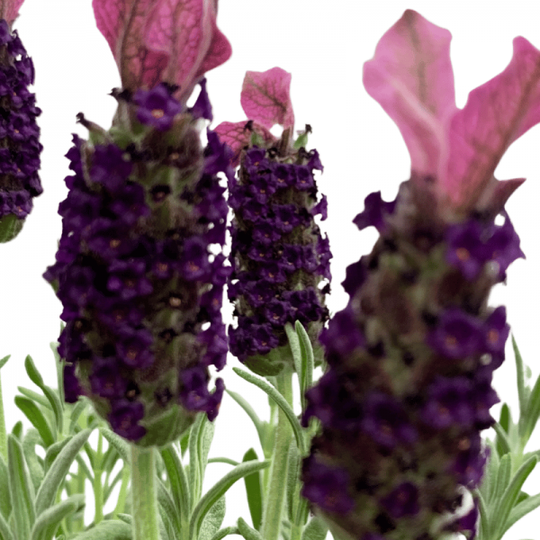 Lavanda