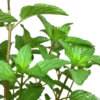 Menta