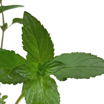 Menta