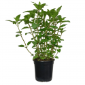 Menta