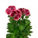 Pelargonio