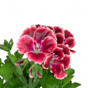 Pelargonio