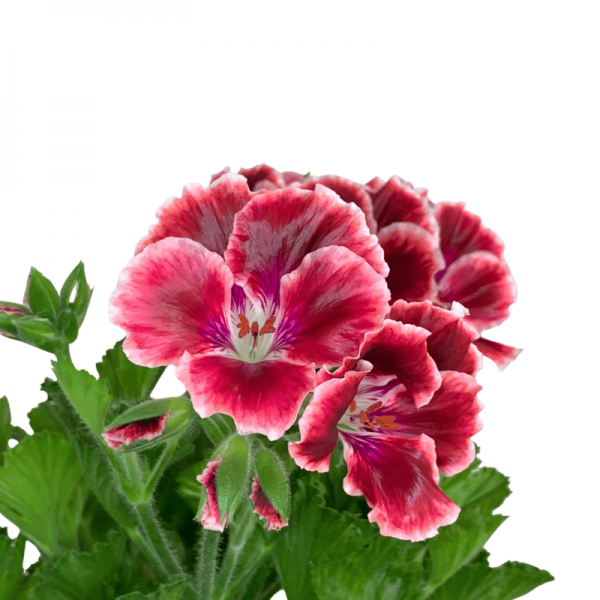 Pelargonio