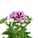 Pelargonio