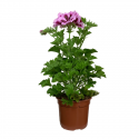 Pelargonio
