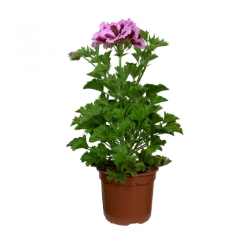Pelargonio