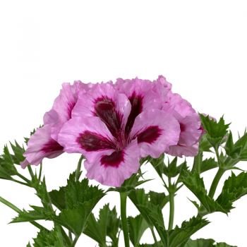 Pelargonio