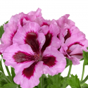 Pelargonio