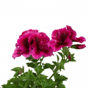 Pelargonio