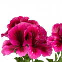 Pelargonio